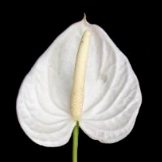 Bir beyaz çiçek örneği: Beyaz bir antoryum çiçeği