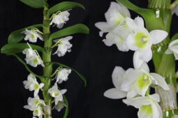 Dendrobium nobile orkide türünün beyaz çiçek açan bir kültivarı (D. nobile 'Star class')