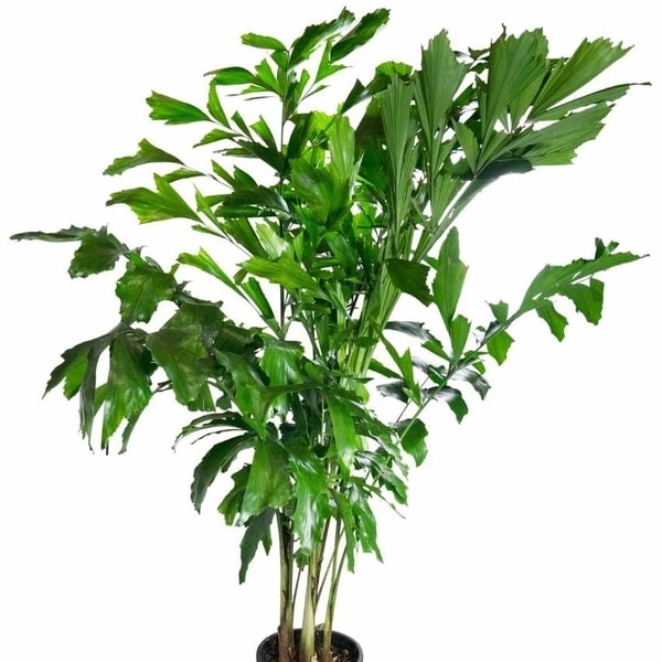 Caryota mitis palmiye türü
