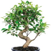 Ficus ginseng bonsai saksı süs bitkileri