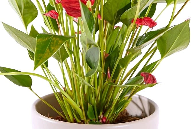 Bitkilere hormonlarla çiçek açtırmak