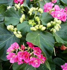 Dombeya Kış ortancası, Dombeya 'Seminole'