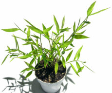 Minyatür bambu Pogonatherum paniceum (minyatür bambu) saksıda, dalları ve yaprakları