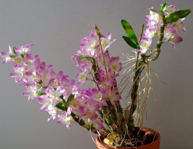 Pembe çiçekli Dendrobium nobile