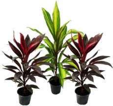 Cordyline Saksıda Cordyline fruticosa