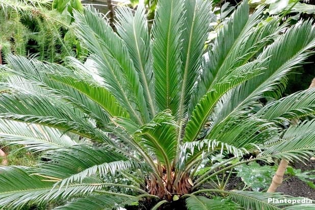 Sikas palmiyesi