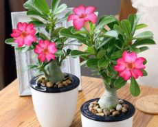 Adenium cinsi türleri, çöl gülü