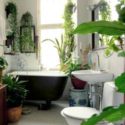 Banyoda bitkiler