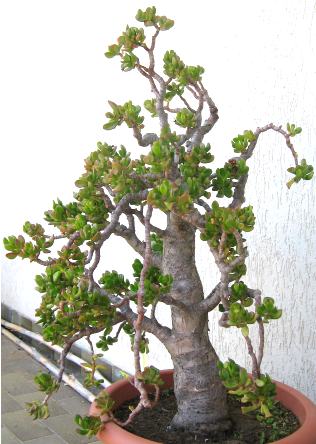 Bonsai yeşim ağacı