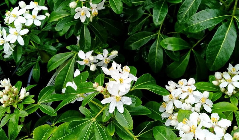 Choisya ternata yapraklarının ve çiçeklerinin görünümü