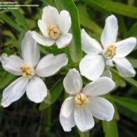 Choisya ternata'nın çiçekleri
