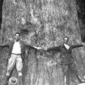 Dünyanın en yaşlı ağaçlarından biri idi