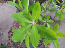 Euphorbia pseudograntii kalın dallı, iri yapraklı hoş bir saksı bitkisi