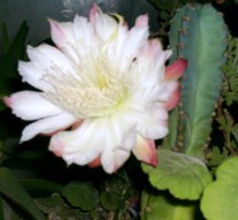 Cereus kaktüs çiçeği