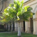 Ravenea rivularis – Majesty palmiye