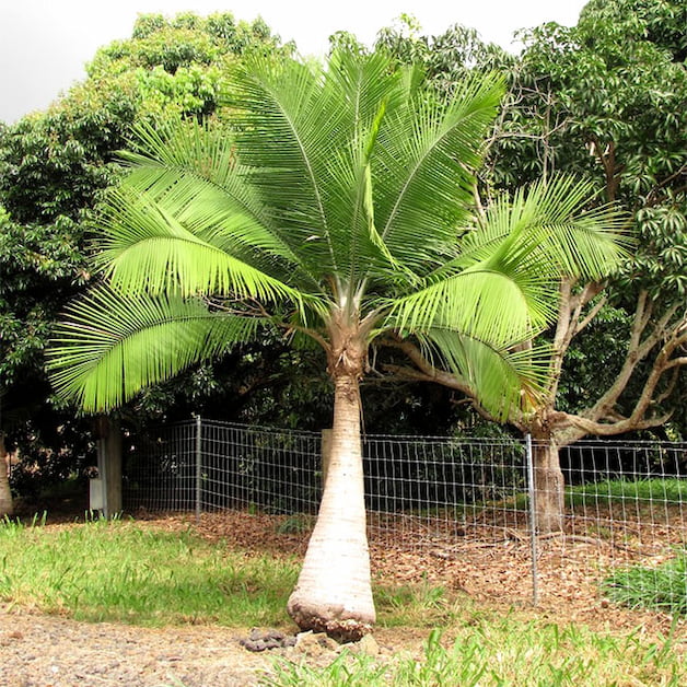 Ravenea rivularis palmiye türü (majesty palmiye) gövde ve yapraklar 