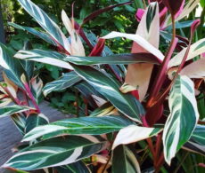 Üç renkli dua çiçeği Stromanthe sanguinea türünün 'Tricolor' kültivarı (üç renkli dua çiçeği) görüntüsü