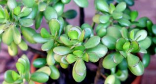 Crassula ovata Yeşim ağacı sukulent, Crassula ovata bitki türü