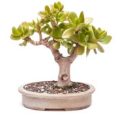 Sığ bonsai saksıda yeşim ağacı