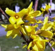 Forsythia altın çanak çiçekleri