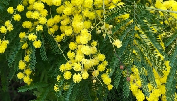 Mimoza (Acacia dealbata bitki türü)