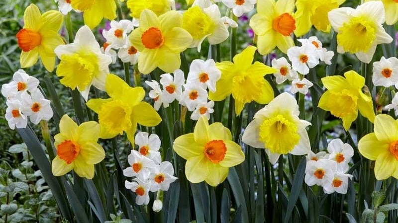 Narcissus (Nergis) cinsinden bahçe süs bitkileri