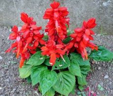 Salvia splendens bitki türü, ateş çiçeği