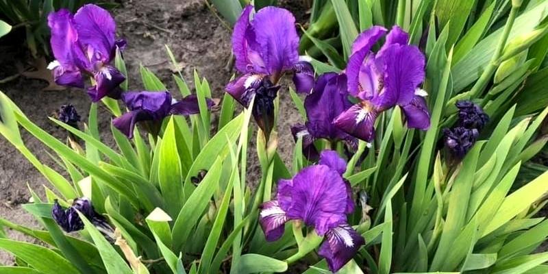 Süsen ve iris türleri