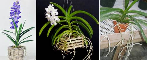 Saksıda vanda orkideleri