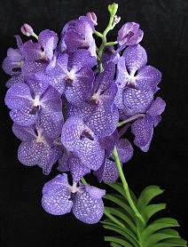 Vanda orkidesi