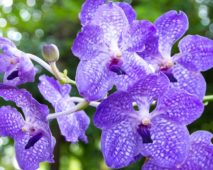 Vanda cinsi orkidelerini evde yetiştirme, bakım
