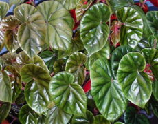 Yağlı begonyanın parlak yaprakları Pırıl pırıl parlak yapraklarıyla yağlı begonya - Begonia 'Thurstonii'