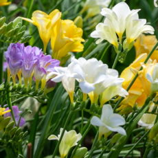 Frezya Frezya (Freesia) soğanlı bitki