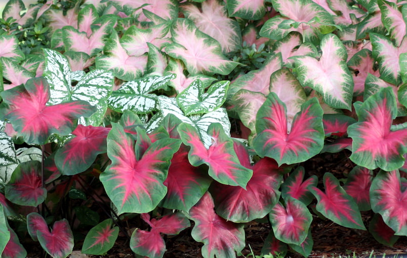 Kakadyum renkli fil kulağı bitkisi çeşitleri (Caladium × hortulanum)