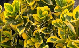 Altuni taflan (Euonymus japonicus 'Aureo-marginatus') peyzajcılıkta önemli yeri vardır. Ve iyi bir çit bitkisidir aynı zamanda.