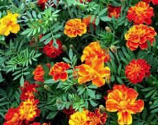 Kadife çiçeği Kadife çiçeği, Tagetes türleri