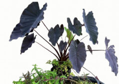 Kara büyü fil kulağı (Taro Black Magic) havuz bitkisi