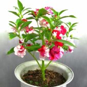 Kına çiçeği, Impatiens balsamina türü çiçekli ve yapraklı dallarıyla bir bütün olarak