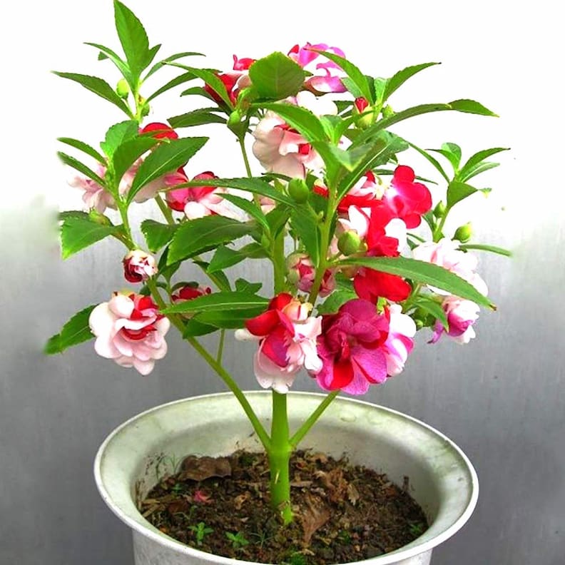 Kına çiçeği, Impatiens balsamina türü çiçekli ve yapraklı dallarıyla bir bütün olarak