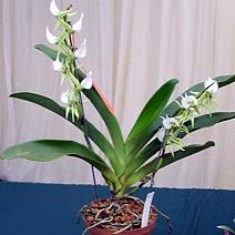 Angraecum eburneum, kuyrukluyıldız orkidesi