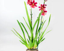 Cambria orkidelerine tipik bir örnek: yaprakları, yalancı soğanları ve çiçekleri ile komple