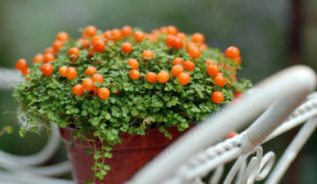 Mercan boncuğu çiçeği veya Nertera granadensis bitkisinin minicik yeşil yaprakları ve küçük turuncu meyveleri