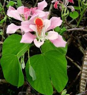 Orkide ağacı, Bauhinia monandra özellkileri ve bakımı bilgileri