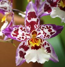 Cambria orkidelerinin çiçeklerinden bir örnek