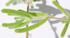 Drosanthemum floribundum dalı ve yaprakları
