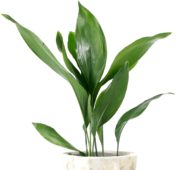 Saksıda bir salon yaprağı (Aspidistra elatior)