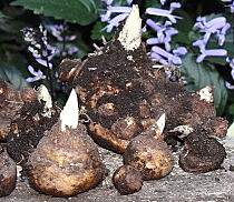 Dracunculus vulgaris soğanları (kormları)