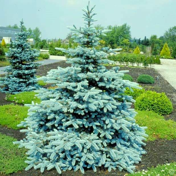 Mavi ladin ağacı