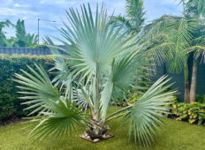 Mavi palmiyelerden bir bismarkiye palmiyesi