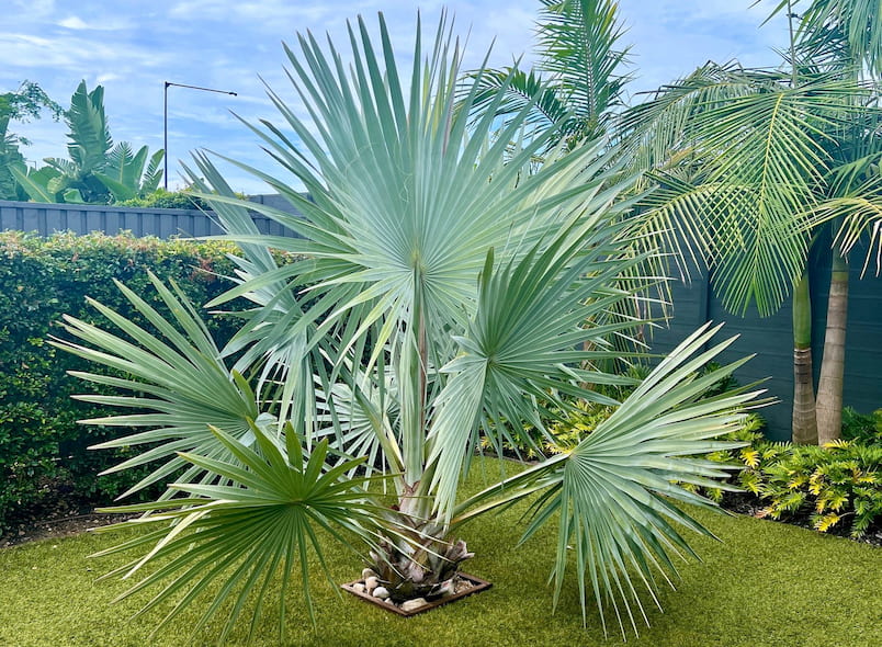 Mavi palmiye, bir bismarkiye palmiyesi